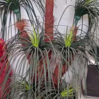 تعدادی گل وساعت ونخل|گل و گیاه طبیعی|سرپل ذهاب, |دیوار