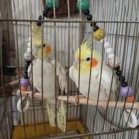 جوجه عروس هلندی