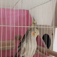 عروس هلندی نر و ماده