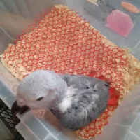 جوجه کاسکو دم قرمز