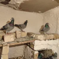 قره|پرنده|خواف, |دیوار