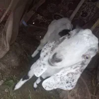 گوسفند فروشی ریگان