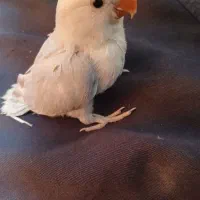 کوتوله سرلاکی دستی