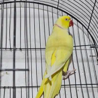 جفت ملنکو لوتینو مولد تضمینی