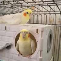 عروس هلندی یک جفت