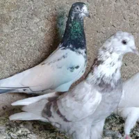 تیدی کله سبز|پرنده|بندر ماهشهر, |دیوار