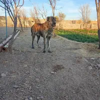 سگ گله|سگ|باخزر, |دیوار