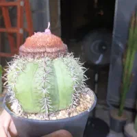 کاکتوس|گل و گیاه طبیعی|شاهین‌شهر, طالقانی|دیوار