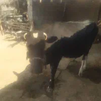 گاو پر شیر با نژاد