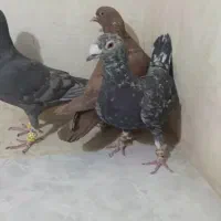 کبوتر رنگی ودورگ