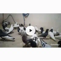 دسته رنگی هوایی