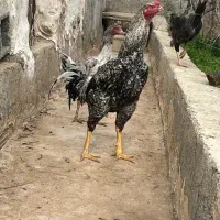 تخم مرغ لاری