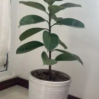 گل فیکوس با گلدان