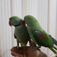 شاه طوطی فول دستی مولد