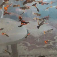 ماهی گوپی|ماهی|مشهد, شهرک شهید باهنر|دیوار