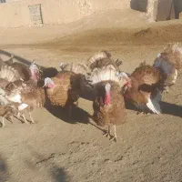 بوقلمون|حیوانات مزرعه|دیواندره, |دیوار