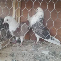 چند عدد کبوتر خوب و ی جفت پشت دار نوک ریز|پرنده|بهارستان, |دیوار