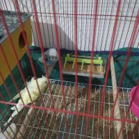 مرغ عشق پروانه ای|پرنده|اهواز, کوروش|دیوار