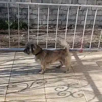 واگذاری پاکوتاه