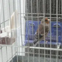 سره قناری سر حال