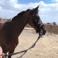 اسب مادیون سن ۵سال