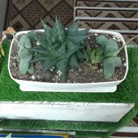 گلدان های بسیار زیبا