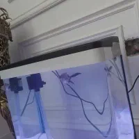 اکواریوم شیشه خم شرکتی دلسا|ماهی|پردیس, فاز ۸|دیوار