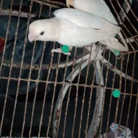 برزیلی کوتوله وییولت زیبا مولد