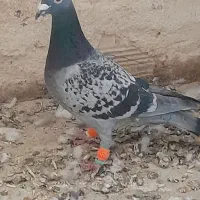 . آلمانی .سبز .پولکی|پرنده|کاشمر, |دیوار