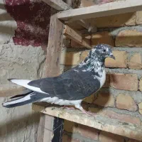 کبوتر گرفتنی