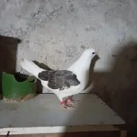 کبوتر جوجه|پرنده|سنگر, |دیوار