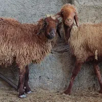 میش آبستن با بره قوچ نر در وحدتیه|حیوانات مزرعه|وحدتیه, |دیوار