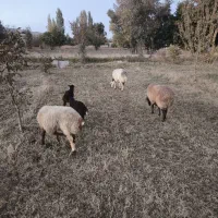 میش جوان وابستن