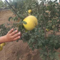 پمب اب شناور