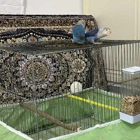 طوطی برزیلی خوش رنگ|پرنده|پاوه, |دیوار