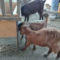 کهره ماده|حیوانات مزرعه|وحدتیه, |دیوار