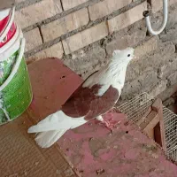 کبوتر  نرپشت تهرونی