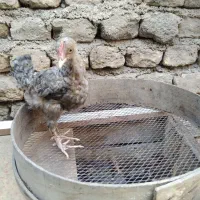 جوجه محلی