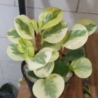 بنجامین ،اریکا|گل و گیاه طبیعی|یزد, |دیوار