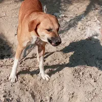 دو سگ ها خیلی خوب