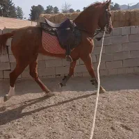 اسب نریان کرد کره شبرنگ