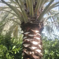 کار باغبانی وتکریب نخل وشخم زدن زمین با بیل|خدمات باغبانی و درختکاری|آبادان, |دیوار