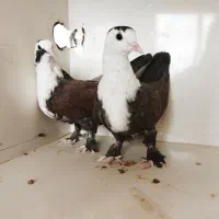 یک جفت جوجه کربلایی طوق هفتی بدون غلط به شرط