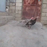 بوق دو نر یک ماده|حیوانات مزرعه|سیوان, |دیوار