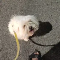 سگ شیتزو|سگ|اندیمشک, |دیوار