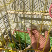 مرغ عشق دستی