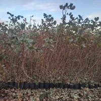 نهال پسته موحد|خدمات باغبانی و درختکاری|مهریز, |دیوار