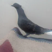 کفتر دم سفید