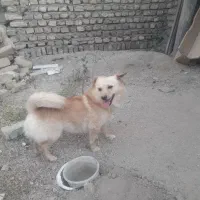 واگذاری سگ تول