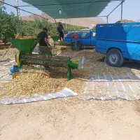 پوسته بادام بز میش قوچ بره
